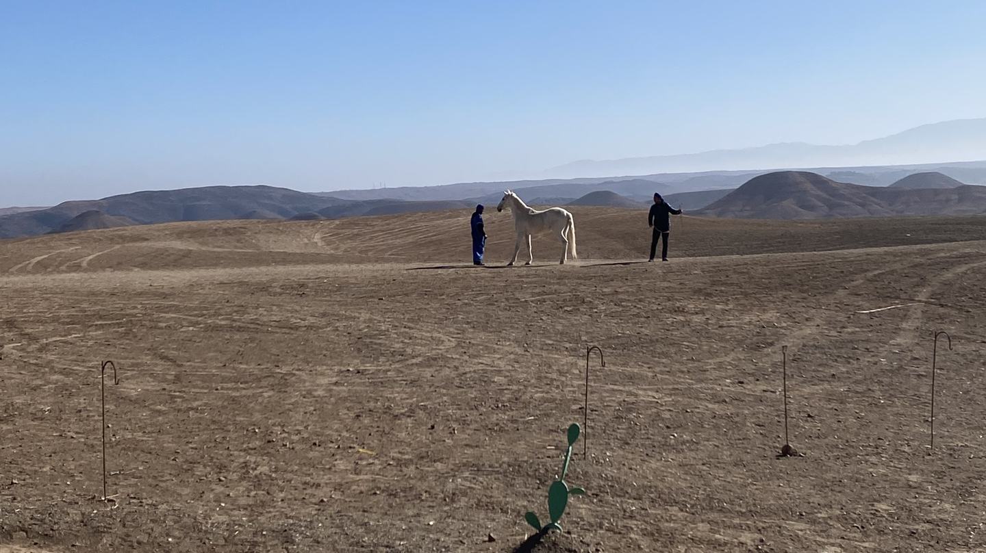 Cheval blanc et deux silhouettes sur le plateau de pierres du désert d'Agafay, collines sèches et ligne de l'Atlas dans la brume