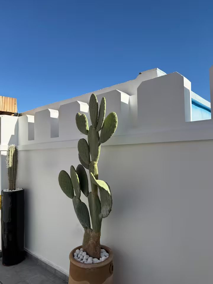 Terrasse de Riad Sasha, grand cactus en pot contre le mur blanc crénelé